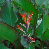 <i>Canna indica</i>  L.